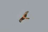 Northern Harrier