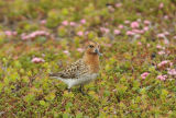 Adult Spoon-billed Sandpiper