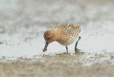 Spoon-billed Sandpiper Feeding