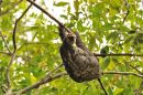 Three-toed Sloth