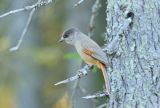 Siberian Jay