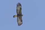 Adult Golden Eagle