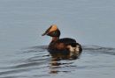 Slavonian Grebe