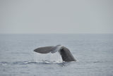 Sperm Whale Pyseter macrocephalus diving.