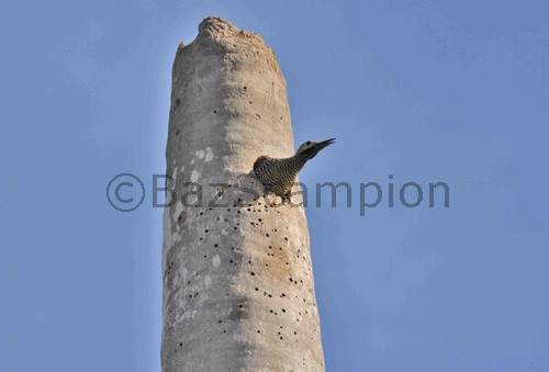 Fernandena's Flicker