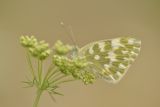 Eastern bath White. Pontia edusa