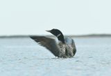White-billed Diver