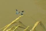 Male Banded Demoiselle