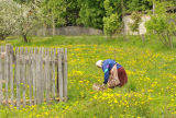 Belorussian woman collecting Dandelions