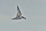 websandwichtern1