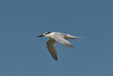 Sandwich Tern