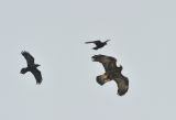 Adult Golden Eagle mobbed by pair of Ravens
