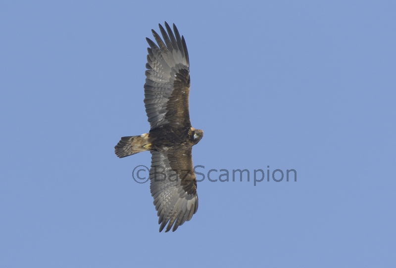 Adult Golden Eagle
