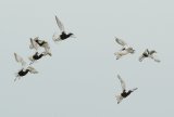 Grey Plovers