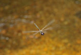Sri Lanka Cascader dragonfly