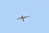 Spoon-billed Sandpiper display flight