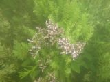 Common sea-lavender underwater
