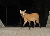 Maned |Wolf