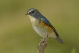 Red-flanked Bluetail
