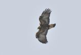 Adult Golden Eagle