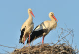 Pair of White Storks at Nest in Belarus