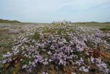Matted Sea Lavender Limonium bellidifolium