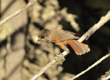 Siberian Jay