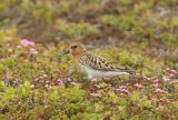 Adult Summer Spoon-billed Sandpiper