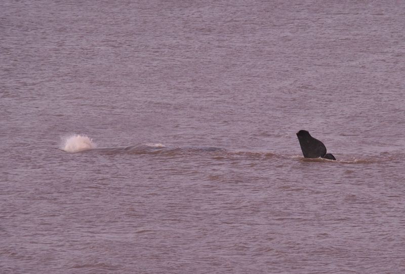 spermwhaleweb10