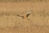 Northern Harrier