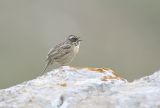 Radde's Accentor