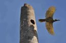 Fernandina's Flicker Colaptes fernandinae