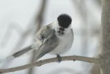 Willow Tit