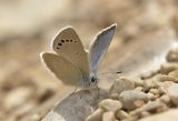 Anatolian Green-underside Blue