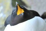 Razorbill calling