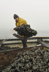 Ben Southerland shoveling Mussels from his boat into a trailor on Brancaster Staithe