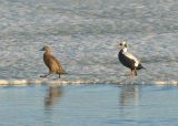 Pair of Spectacled Eider