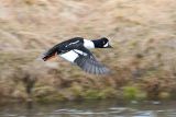 male Barrow's Goldeneye