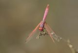 Male Violet Dropwing