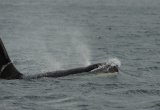 Orca Bull surfacing Norway Orca Norway November Baz Scampion