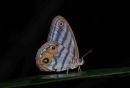 Southern Amazonian Butterflies