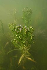 Sea Aster underwater Brancaster Harbour Scolt Head Island