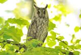 Long-eared Owl#2