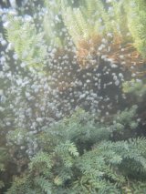 undersweb1.7
