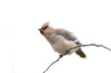 Waxwing