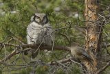 Hawk Owl mobbed by Siberian Jay