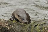 Otter sniffing spraint