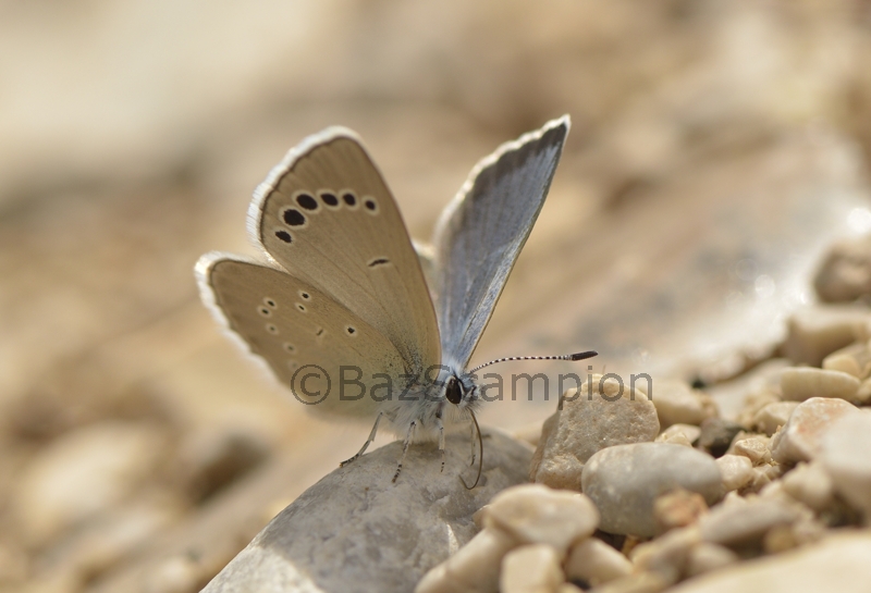 Anatolian Green-underside Blue