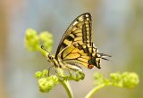 Swallowtail Butterfly
