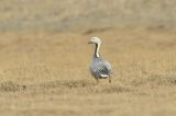 Emperor Goose